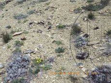 Astragalus-utriger_Солдатская_стация